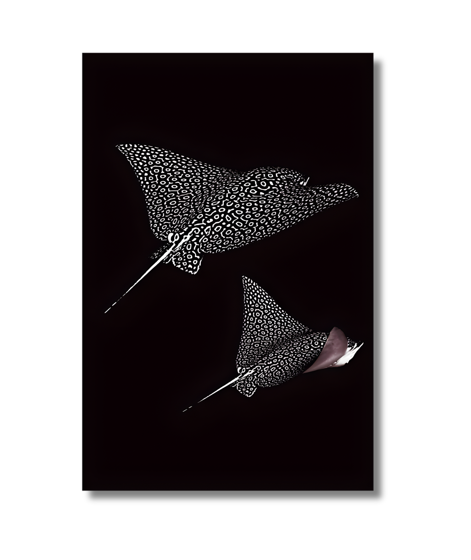 Mantarrayas nadando en un fondo oscuro - Imagen 2