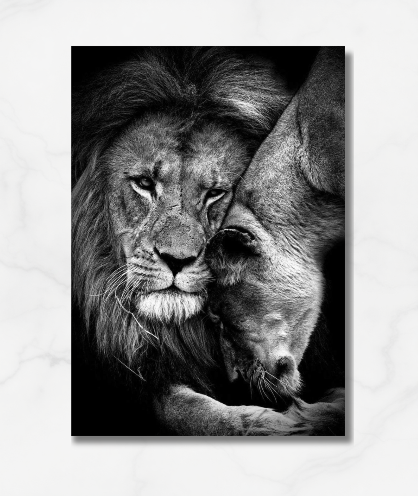 Set de 3 - Cuadros de animales familia de leones - Imagen 2