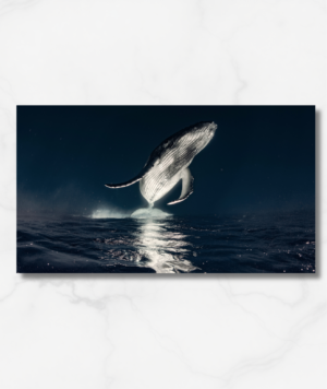 Ballena saltando en la calidad de la noche