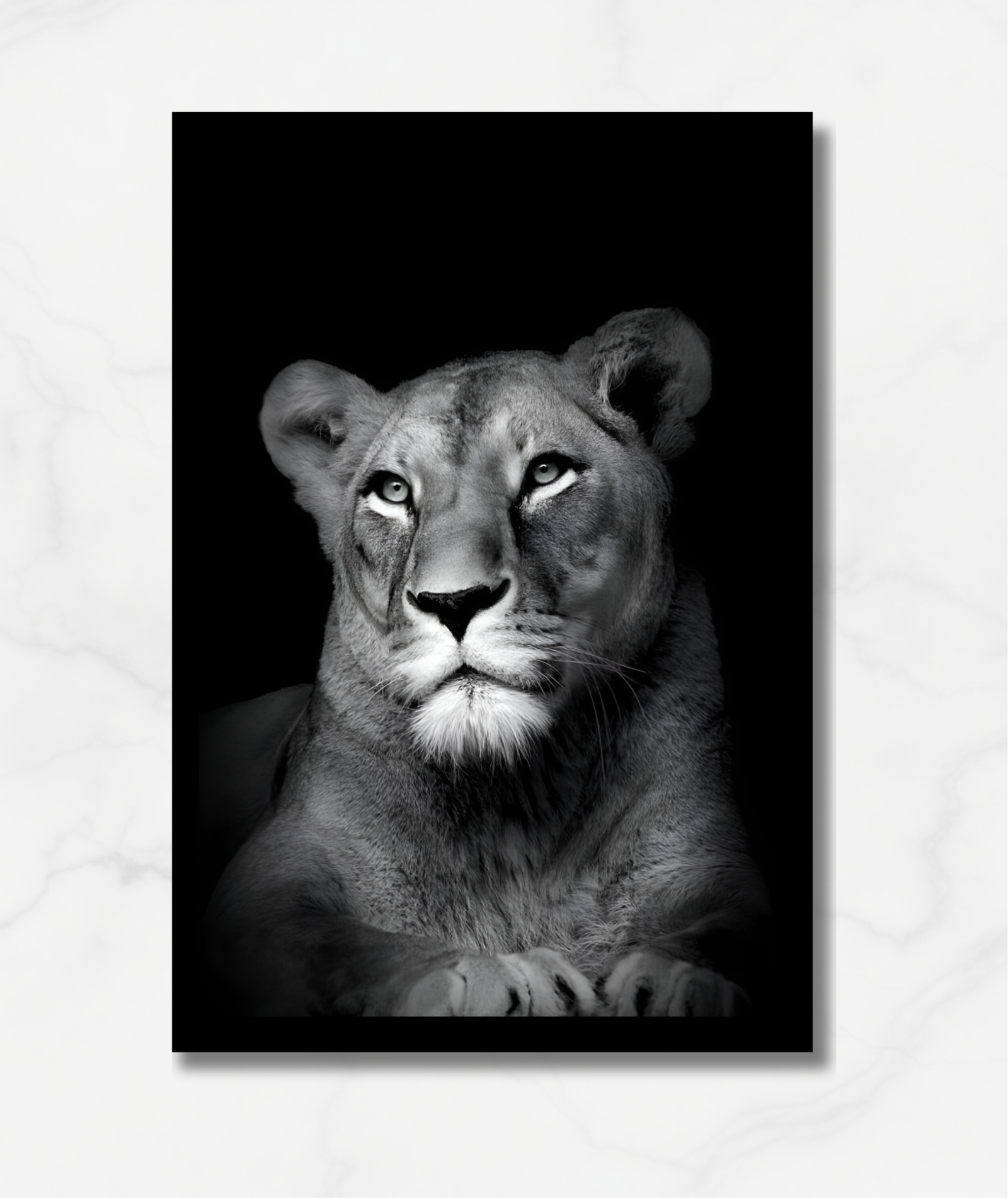 Cuadro animales - Leona blanco y negro - Imagen 2